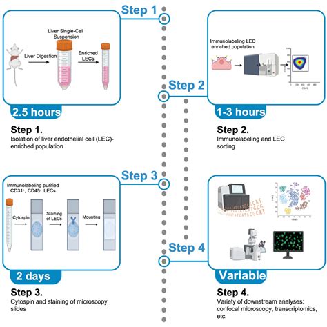 cytospin protocol